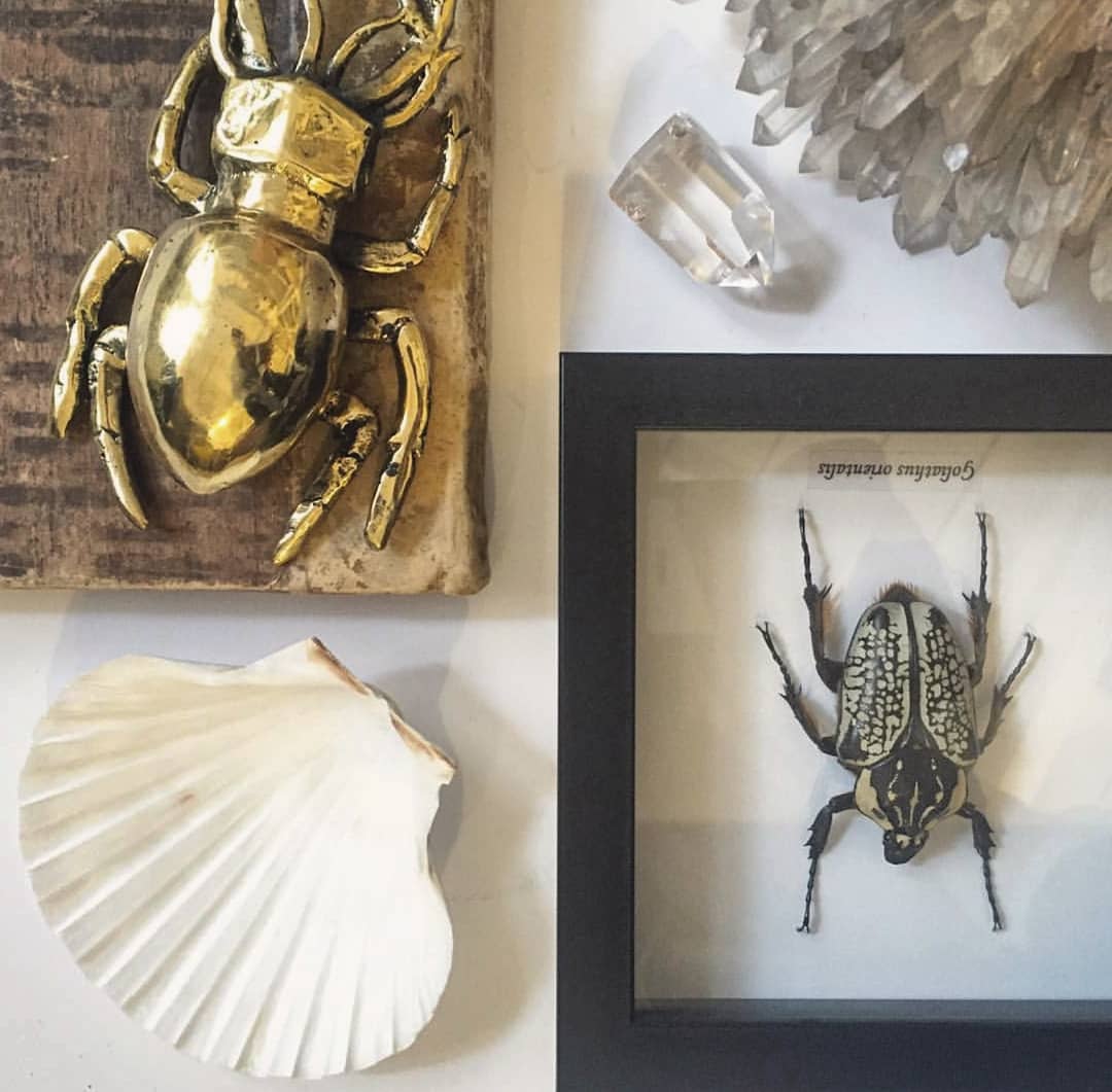 Brass Scarab Beetle