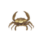 Brass Crab - gold